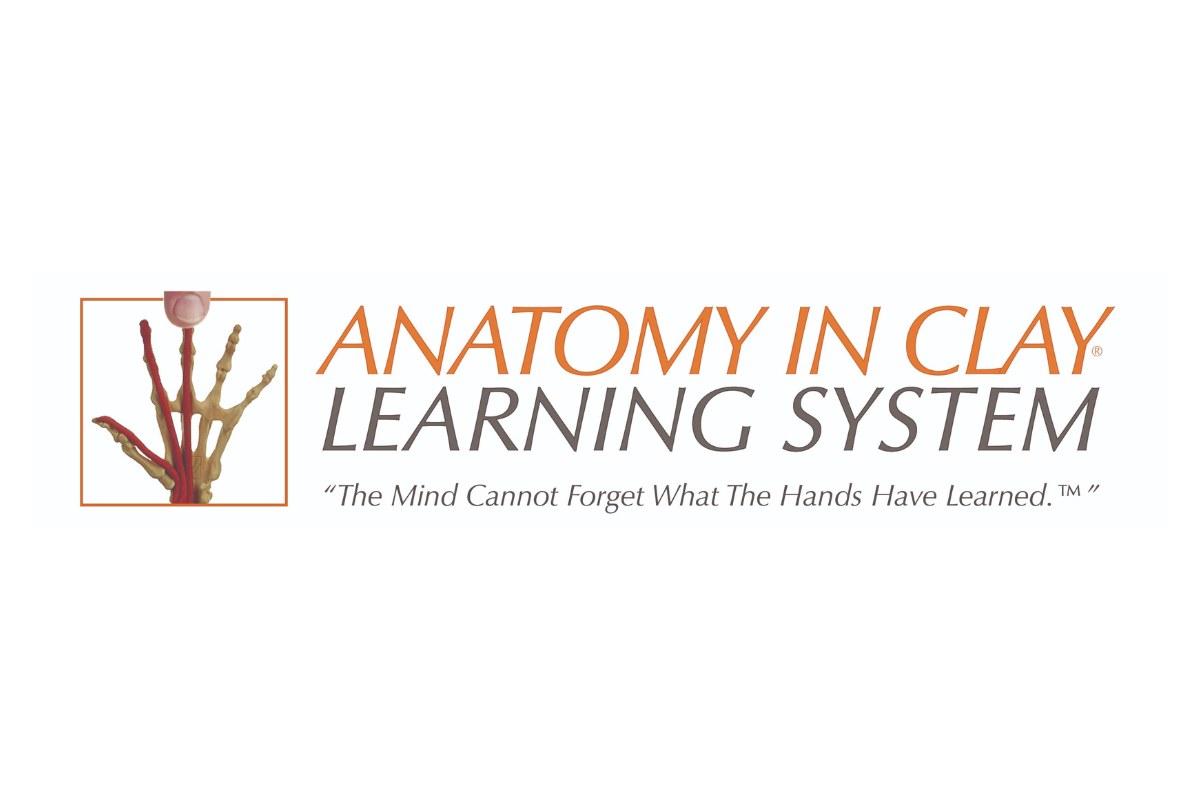 Anatomy In Clay